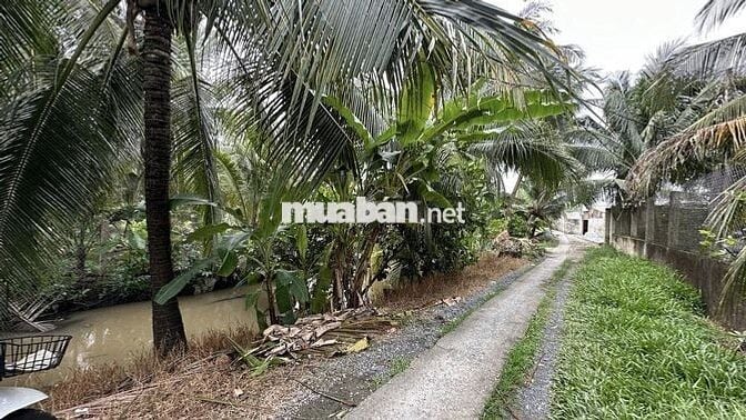 950tr/1000m2 BÁN ĐẤT VƯỜN DỪA – Ô TÔ VÀO TẬN NƠI xã Phú Kiết Chợ Gạo