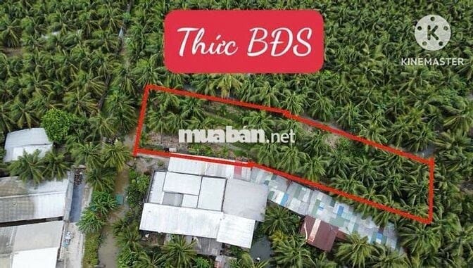 950tr/1000m2 BÁN ĐẤT VƯỜN DỪA – Ô TÔ VÀO TẬN NƠI xã Phú Kiết Chợ Gạo