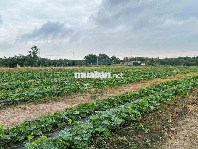 Chính chủ cần bán vài lô đất MT đường nhựa,cách ql50 150m