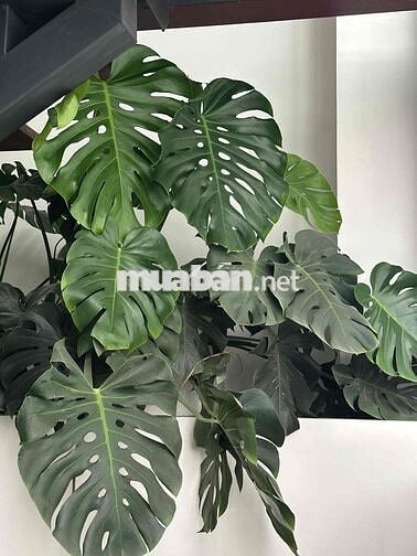 🔥 Bán lô đất siêu phẩm tại ngõ Trương Văn Lực, phường Hùng Vương – Hồn