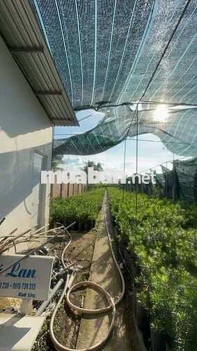 631.9m2 mặt tiền quốc lộ 57 vòng xoay Tân Phú -  Huyện Chợ Lách