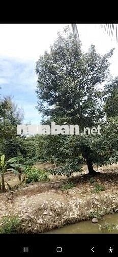 Bán đất sầu riêng tại Hiệp Đức, Cai Lậy, Tiền Giang
