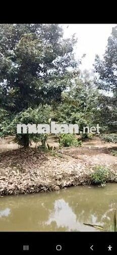 Bán đất sầu riêng tại Hiệp Đức, Cai Lậy, Tiền Giang