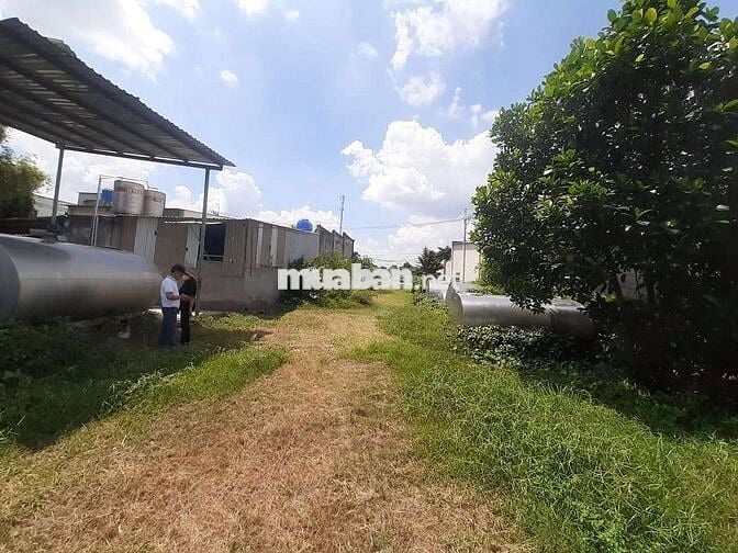 KẸT TIỀN! Bán đất Đường Số 49, Tân Thông Hội, Củ Chi 446m2 Giá 8,5tr/m