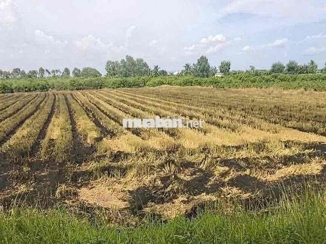 sổ hồng riêng dt:1600m2 đất vườn , xã an thạnh - bến lức - long an