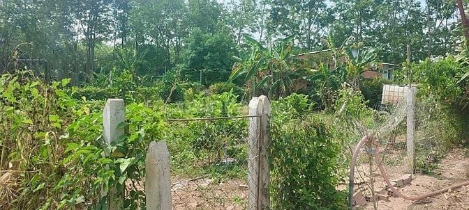 Chú Tám cần bán đất vườn trái cây sẳn nhà cấp 4 ở Bình Dương, rộng 254