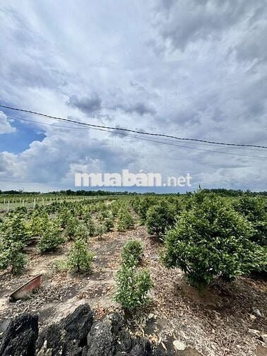 CHÍNH CHỦ BÁN LÔ ĐẤT 1000M2 NHỰA 5M BÌNH LỢI BÌNH CHÁNH GIÁ 2,8TỶ