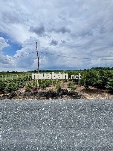 CHÍNH CHỦ BÁN LÔ ĐẤT 1000M2 NHỰA 5M BÌNH LỢI BÌNH CHÁNH GIÁ 2,8TỶ
