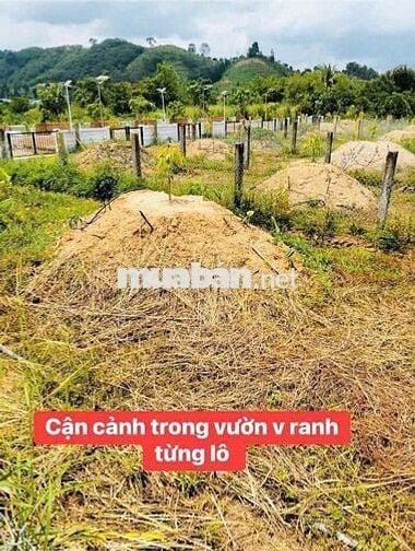 299tr có ngay khu vườn nghỉ dưỡng tại Thị trấn Madagui,đầy đủ hạ tầng
