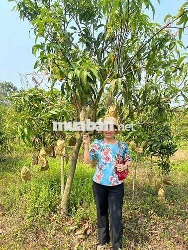Bán đất tặng vườn xoài Xuân Hưng Xuân Lộc Đồng nai