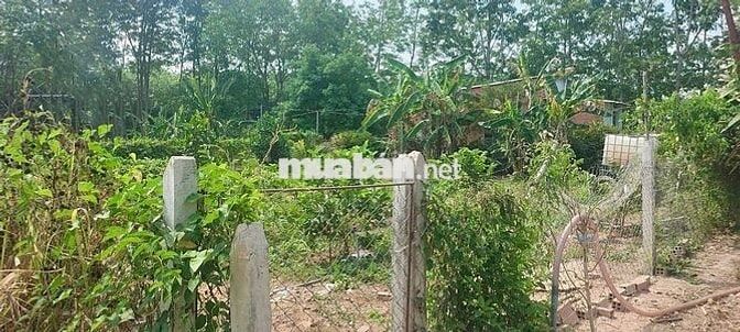 Chú Tám cần bán đất vườn trái cây sẳn nhà cấp4 ở Bình Dương, DT 2541m2