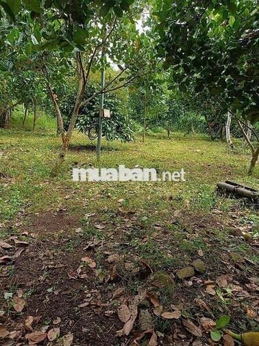 🌳 Chính chủ cần bán 1000m² vườn cây ăn trái ngay trung tâm phường Bình