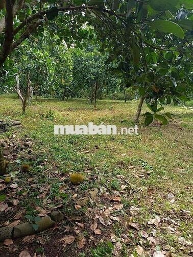 🌳 Chính chủ cần bán 1000m² vườn cây ăn trái ngay trung tâm phường Bình