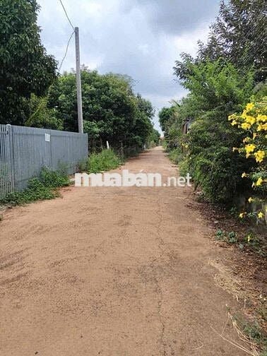 🌳 Chính chủ cần bán 1000m² vườn cây ăn trái ngay trung tâm phường Bình