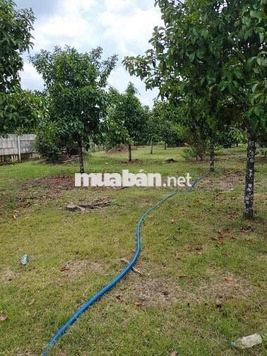 🌳 Chính chủ cần bán 1000m² vườn cây ăn trái ngay trung tâm phường Bình