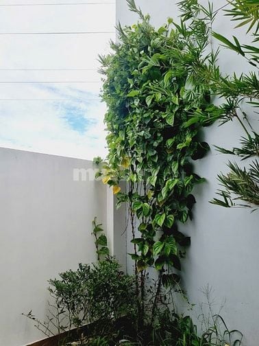 BIỆT THỰ CÂY XANH, SÂN VƯỜN NGAY KHU DÂN CƯ GÒ CÁT 4PN FULL NỘI THẤT