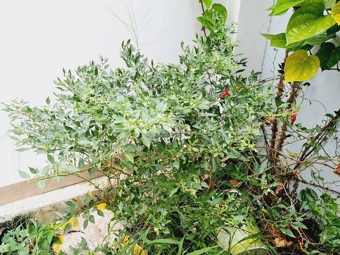 BIỆT THỰ CÂY XANH, SÂN VƯỜN NGAY KHU DÂN CƯ GÒ CÁT 4PN FULL NỘI THẤT