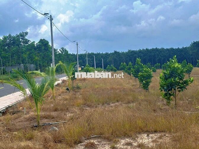 Bán gấp lô đất 600m2 (100mtc), đường nhựa 1 sẹc DH507, Phú Giáo