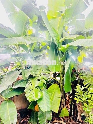 Đất thổ cư Xuyên Mộc mặt tiền nhựa rộng – gần trường, gần sân banh!