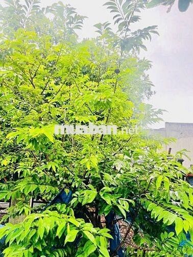 Đất thổ cư Xuyên Mộc mặt tiền nhựa rộng – gần trường, gần sân banh!