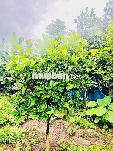 Đất thổ cư Xuyên Mộc mặt tiền nhựa rộng – gần trường, gần sân banh!