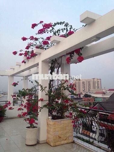 Bán tòa nhà CHDV dòng tiền 800tr/năm đất vàng Thủ Đức chỉ 29 tỷ