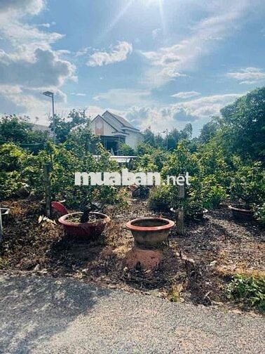 Cần bán 300m2 đất kp4 Hắc Dịch, mặt tiền đường nhựa >4m giá 2,2TY