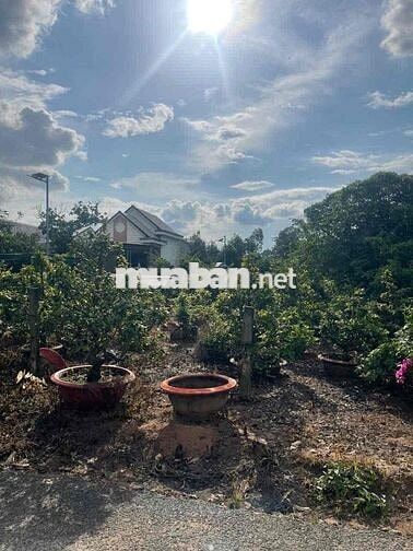 Cần bán 300m2 đất kp4 Hắc Dịch, mặt tiền đường nhựa >4m giá 2,2TY