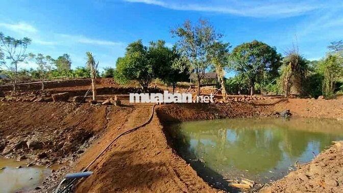Ở xa ko quản lý bán rẻ bằng giá mua, đất nay đã về trung tâm bmt