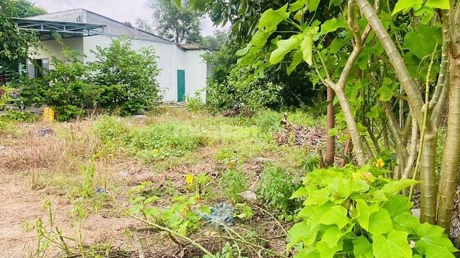 6x28(170m2) 50m2 tc Trưng Trắc Tân An LaGi Giá Đầu Tư