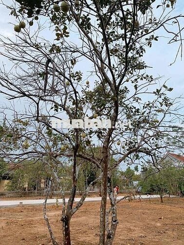 Đất sổ đỏ 82,1m2 đường Nguyễn Đăng Thịnh, Phường Kim Long, TP.Huế