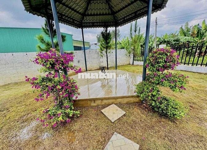 Bể nợ bán lỗ gấp lại nhà vườn 595m2 giá 799tr ngay khu đông dân cư