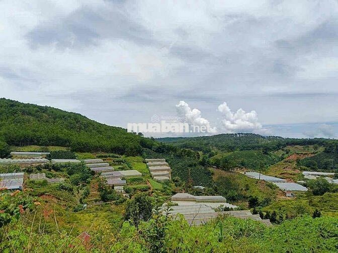 Chính Chủ Bán Măng Lin Phường 7 Đà Lạt View Đồi Thông, Thung Lủng  Đep
