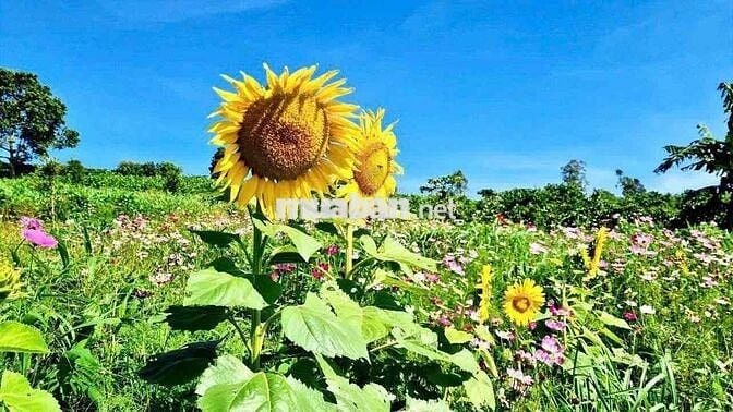 2 Lô đất 1000m2 đẹp chuẩn nghỉ dưỡng tại Lâm Hà ven Đà Lạt có sổ hồng