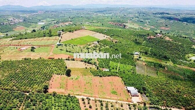 2 Lô đất 1000m2 đẹp chuẩn nghỉ dưỡng tại Lâm Hà ven Đà Lạt có sổ hồng