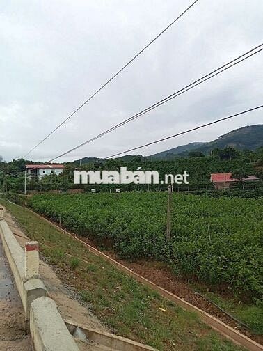 TÔI CẦN BÁN GẤP – LÔ ĐẤT MT DT725 – VIEW HỒ MÊ LINH - ĐÀ LẠT