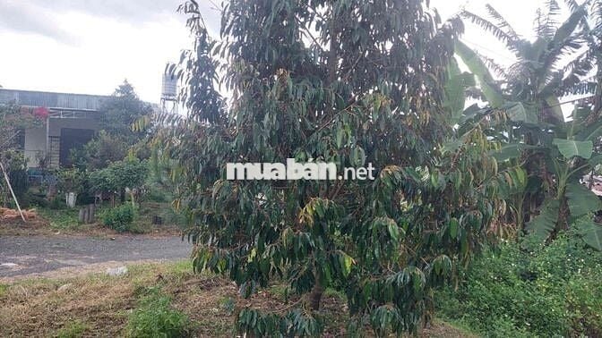 đất nhà ở và sầu riêng đang thu hoạch