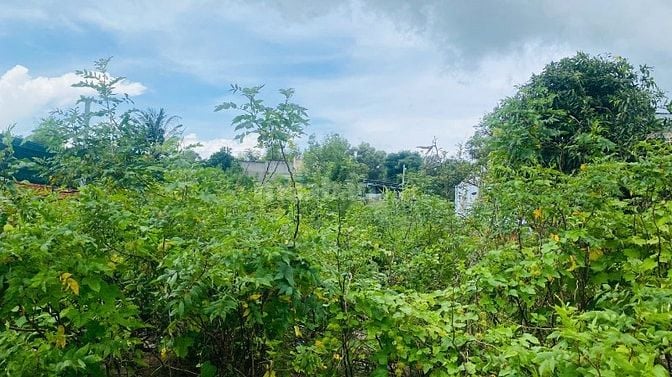 Bán Đất 6x37(224m2) Đoàn Thị Điểm Tân An LaGi Giá Ngộp