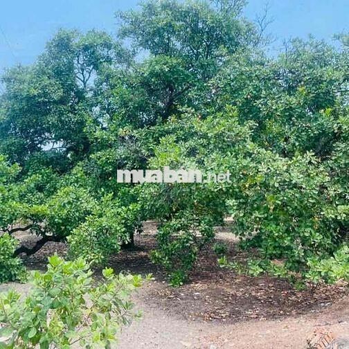 Chính Chủ cần bán Gấp đất vườn hơn 2000m2 giá 210triêu