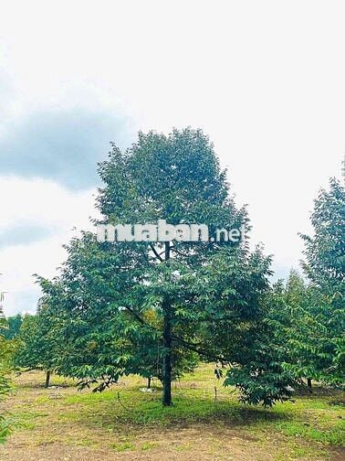 Cần thanh lý gấp đất vườn :Sẵn sầu riêng Ri6 30 gốc ,hơn3000m2 /240tr