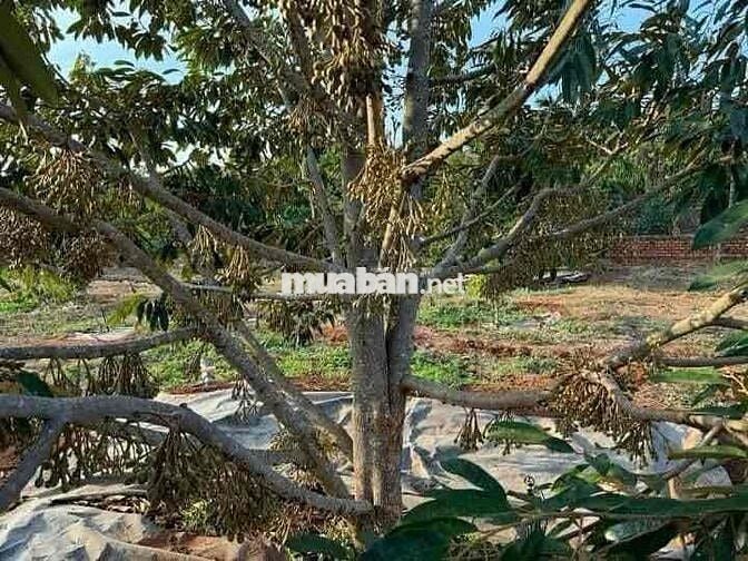 Chính Chủ Cần nhượng lại đất vườn 1500m2 /giá 200tr vườn sẵn gốc sầu