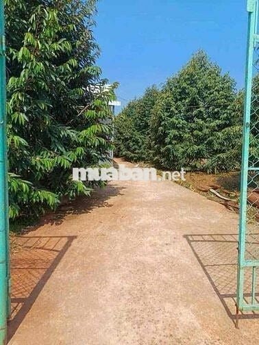 Chính Chủ Cần nhượng lại đất vườn 1500m2 /giá 200tr vườn sẵn gốc sầu