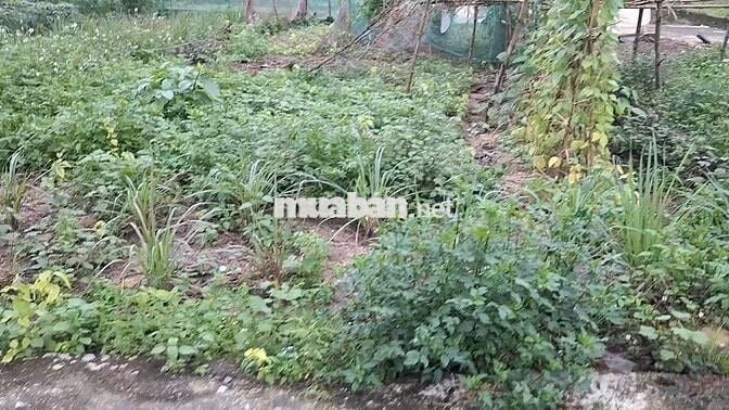 Bán Đất nền ở Xã Hòa Phong, Hòa Vang, Đà Nẵng 120m2