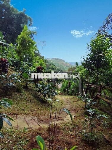 2619m2 Đất phường 3 Bảo lộc , Lâm Đồng
