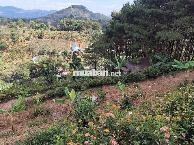 2619m2 Đất phường 3 Bảo lộc , Lâm Đồng