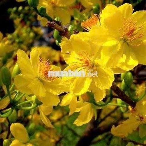 Bán 4541m2 Mặt Tiền 922 cách qlo 91b 3km ngang 42m-2tr3m2 có bán lẻ