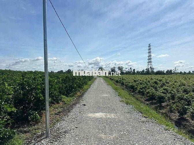 dt : 500m2 , giá 390tr , ấp5 bình đức - bến lức - long an