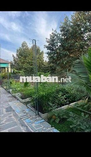 Cần Bán 600m2 Đất vườn sẵn thổ cư có sẵn nhà cấp 4 giá 715 TR