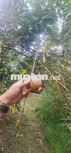 Gần 1 héc-ta vườn cây ăn trái, có sẵn nhà cấp 4