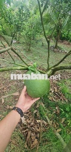 Gần 1 héc-ta vườn cây ăn trái, có sẵn nhà cấp 4